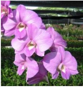 Pink Stripe – MG Orchids Online Store