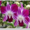 Sonia Pink - Image 3